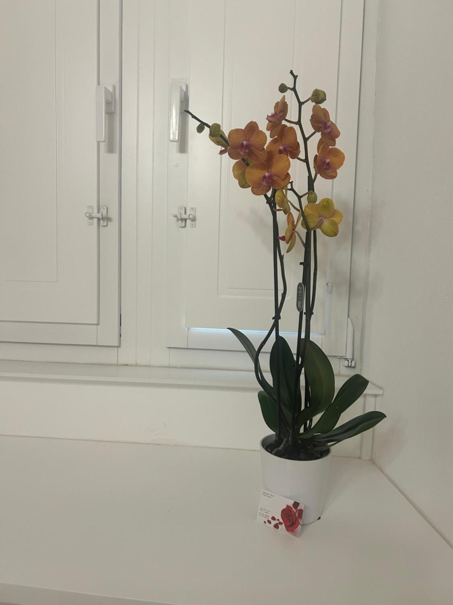 Vsuite Livingchic Cagliari